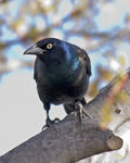 Common Grackle 9171